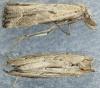 Schrankia costaestrigalis